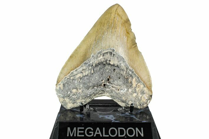 Serrated, Fossil Megalodon Tooth - North Carolina #338496